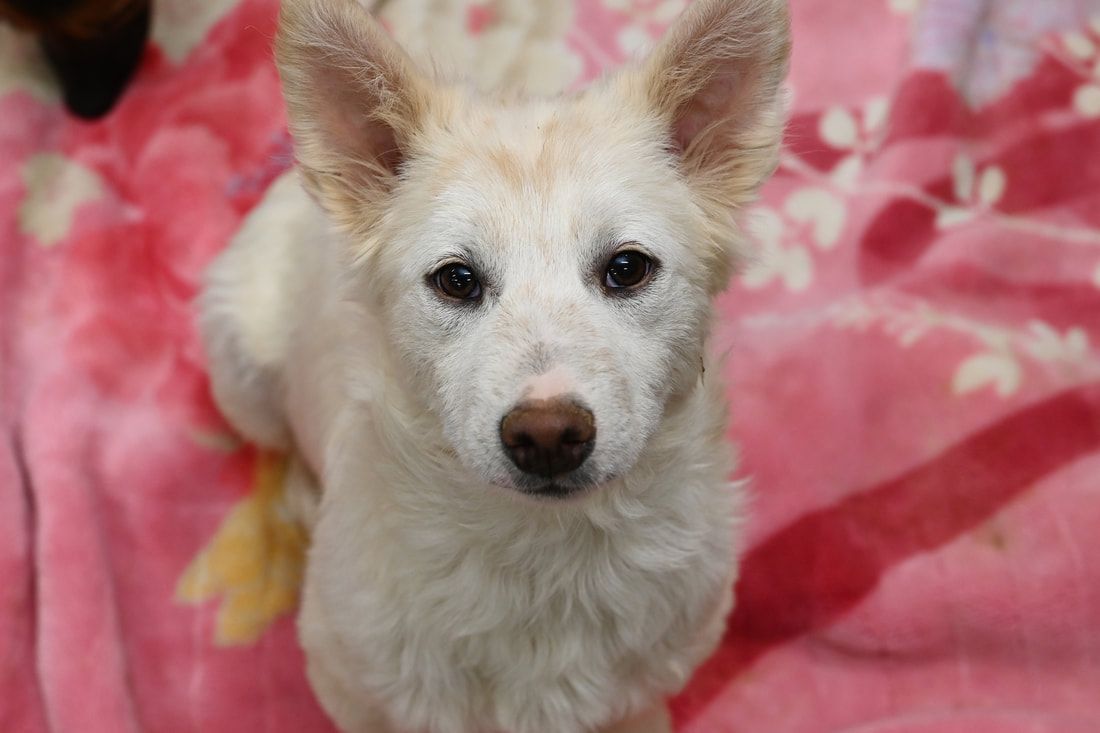 A white dog is laying on a pink blanket and looking at the camera.