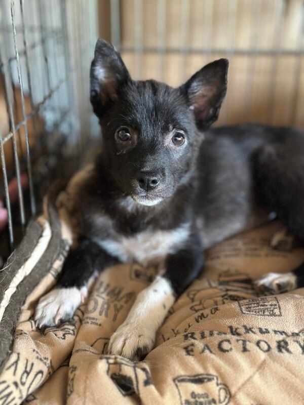 A small black and white dog is laying on a blanket in a cage.