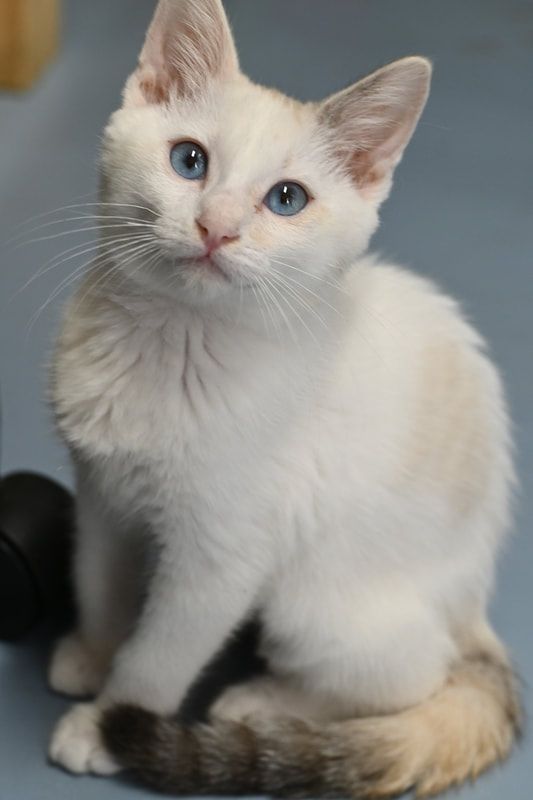 A white kitten with blue eyes is sitting on a blue surface.