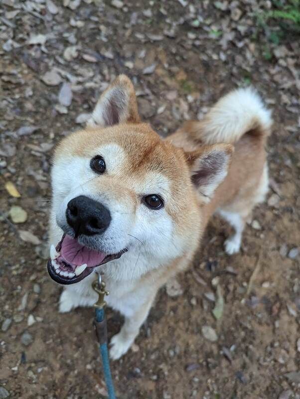 A brown and white shiba inu dog on a leash is looking up at the camera.