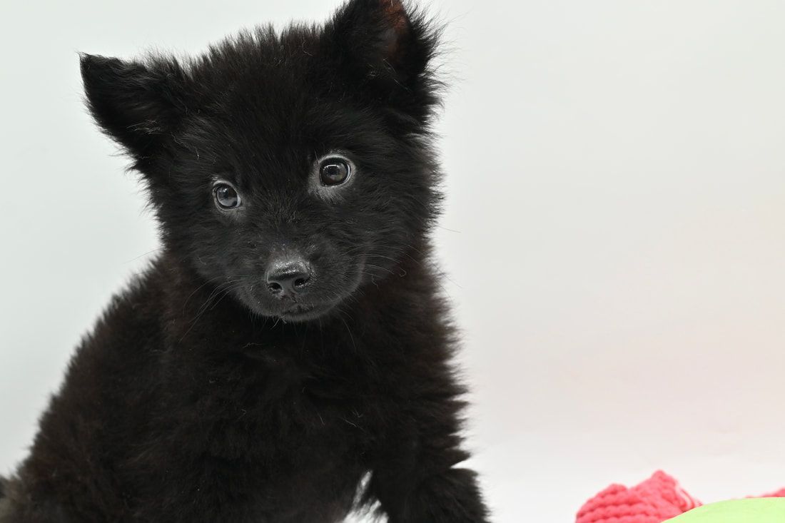 A black puppy is sitting on a white surface and looking at the camera.