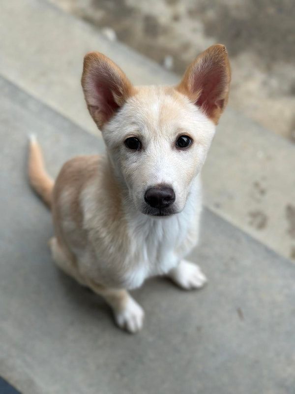 A small brown and white dog is sitting on a sidewalk and looking at the camera.