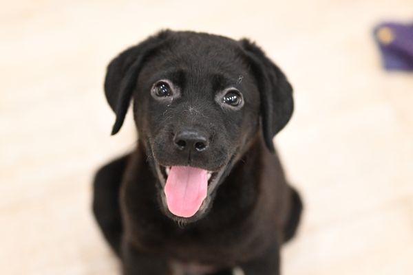 A black puppy with its tongue out is looking at the camera.