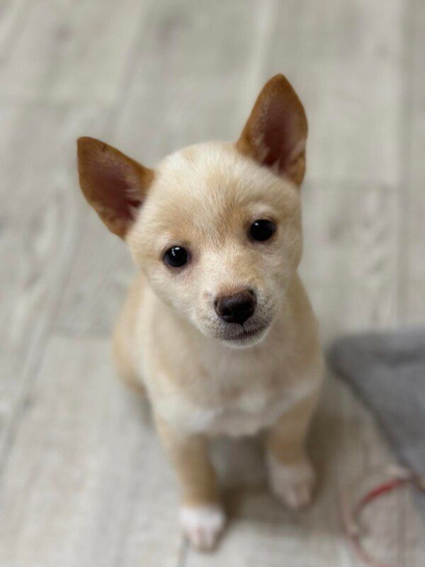 A small dog is sitting on the floor and looking at the camera.