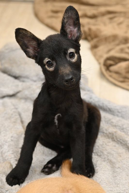 A black chihuahua puppy is sitting on a blanket and looking at the camera.