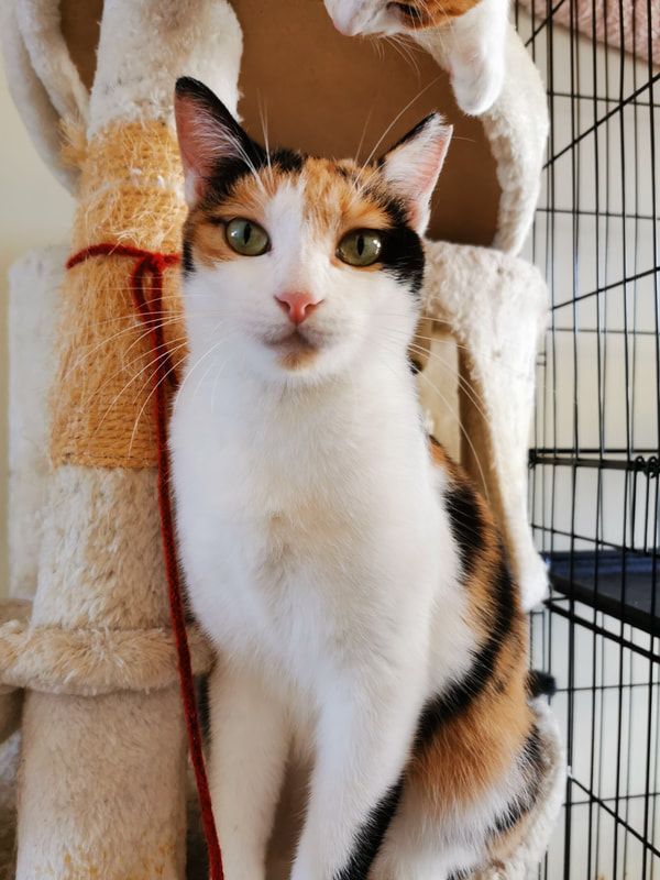 A calico cat is sitting on a cat tree in a cage