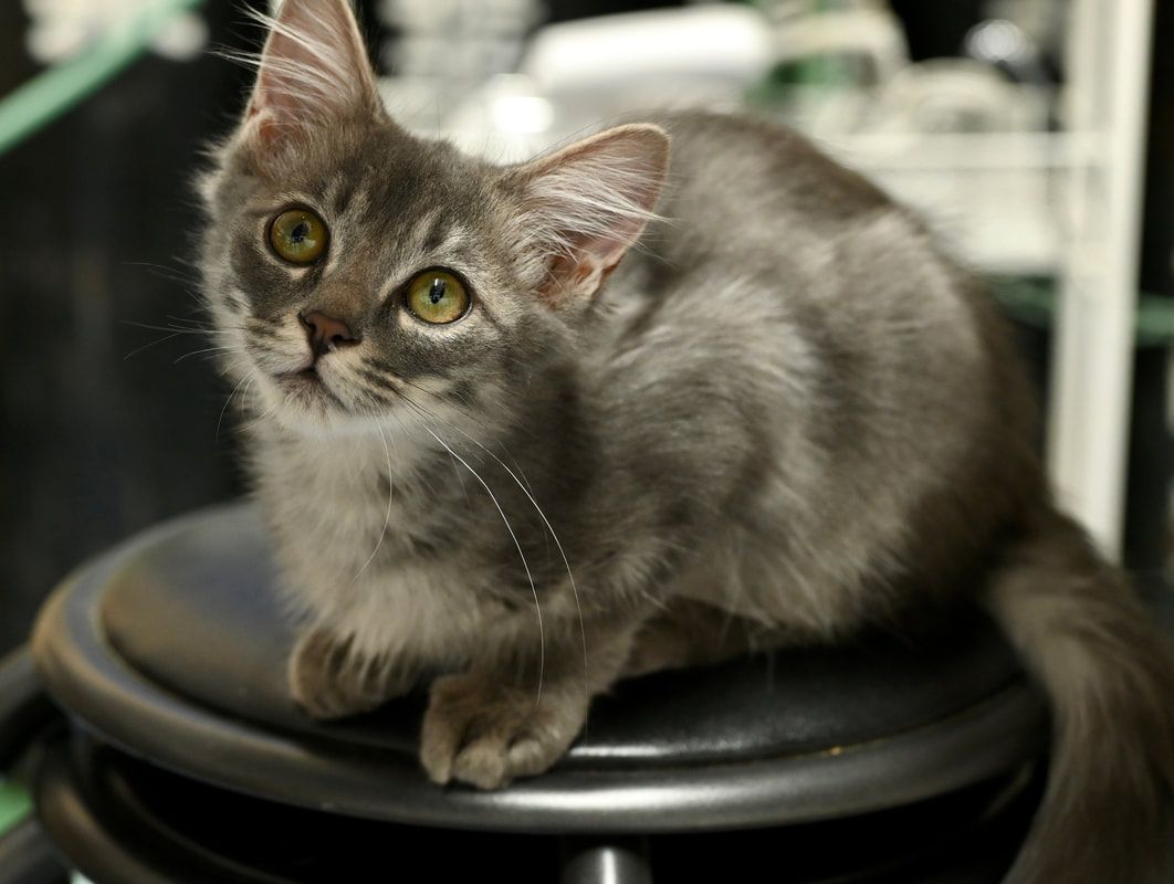 A cat is sitting on a stool and looking at the camera