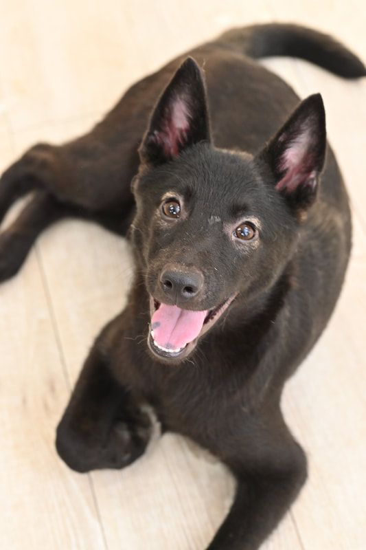 A black dog is laying on the floor with its tongue hanging out.