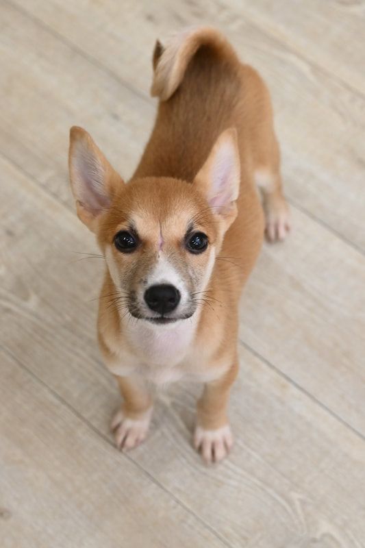 A small brown dog is standing on a wooden floor and looking up at the camera.