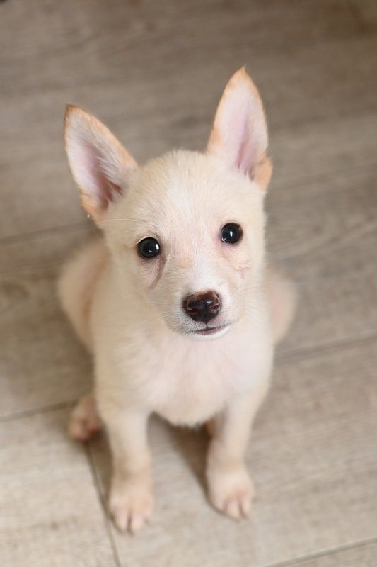 A small white puppy is sitting on the floor and looking up at the camera.