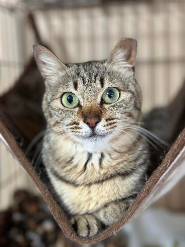 A cat is laying in a hammock and looking at the camera.