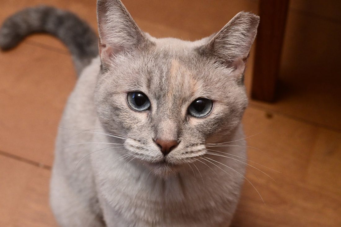 A close up of a gray cat with blue eyes looking at the camera.