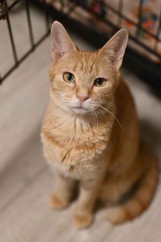 An orange cat is sitting on the floor in front of a cage and looking up at the camera.