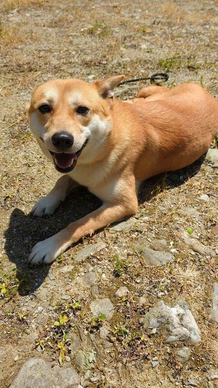 A brown and white dog is laying on the ground and smiling.