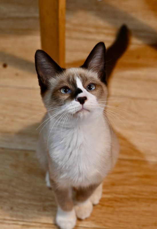 A brown and white cat is standing on a wooden floor looking up at the camera.