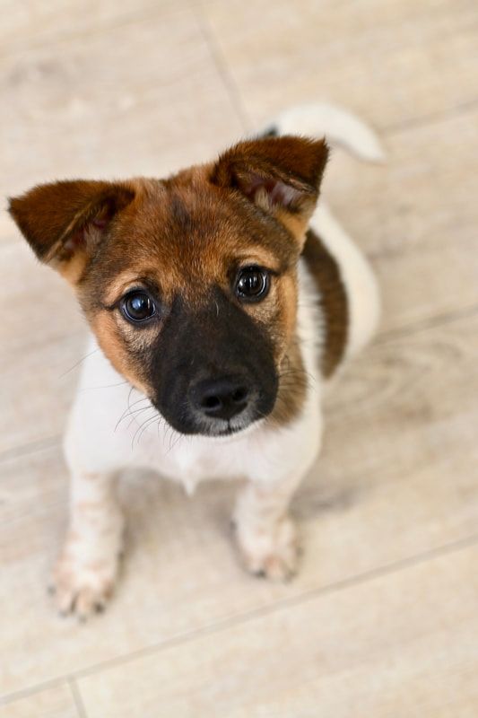 A brown and white puppy is sitting on a wooden floor looking up at the camera.