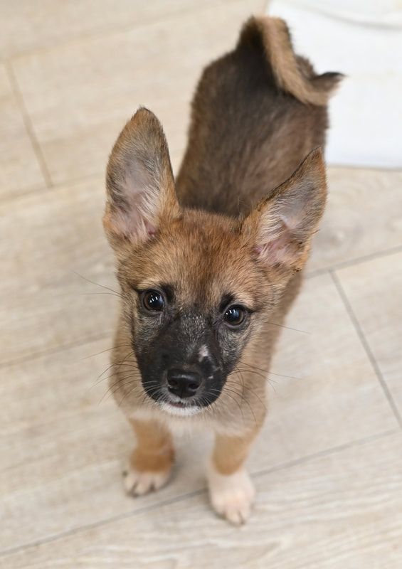 A brown and black puppy is standing on a wooden floor looking up at the camera.