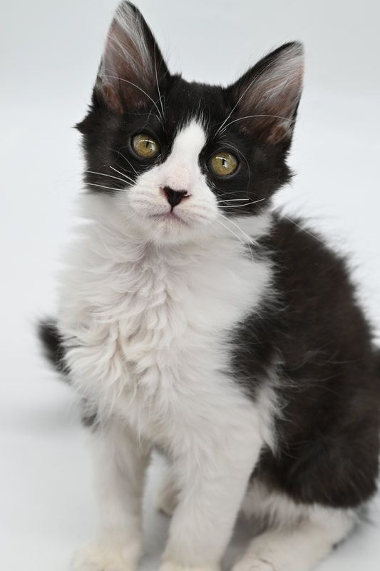 A black and white kitten is sitting on a white surface and looking at the camera.