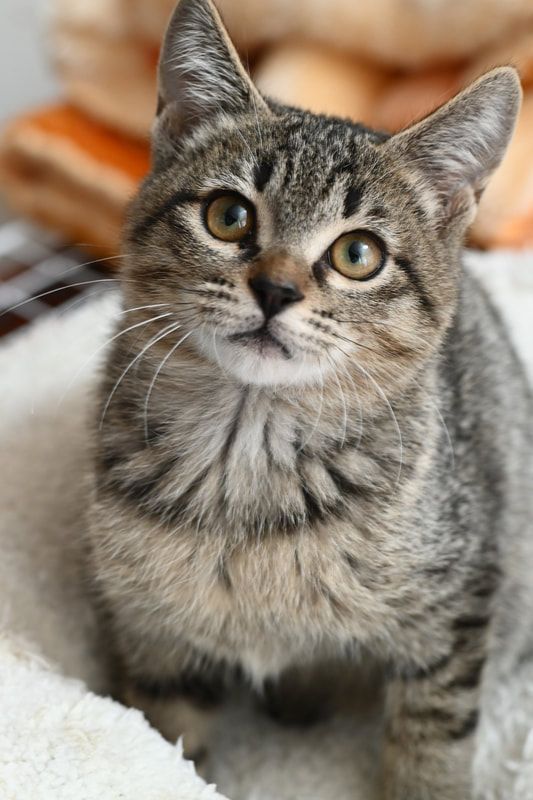 A cat is sitting on a bed and looking at the camera.