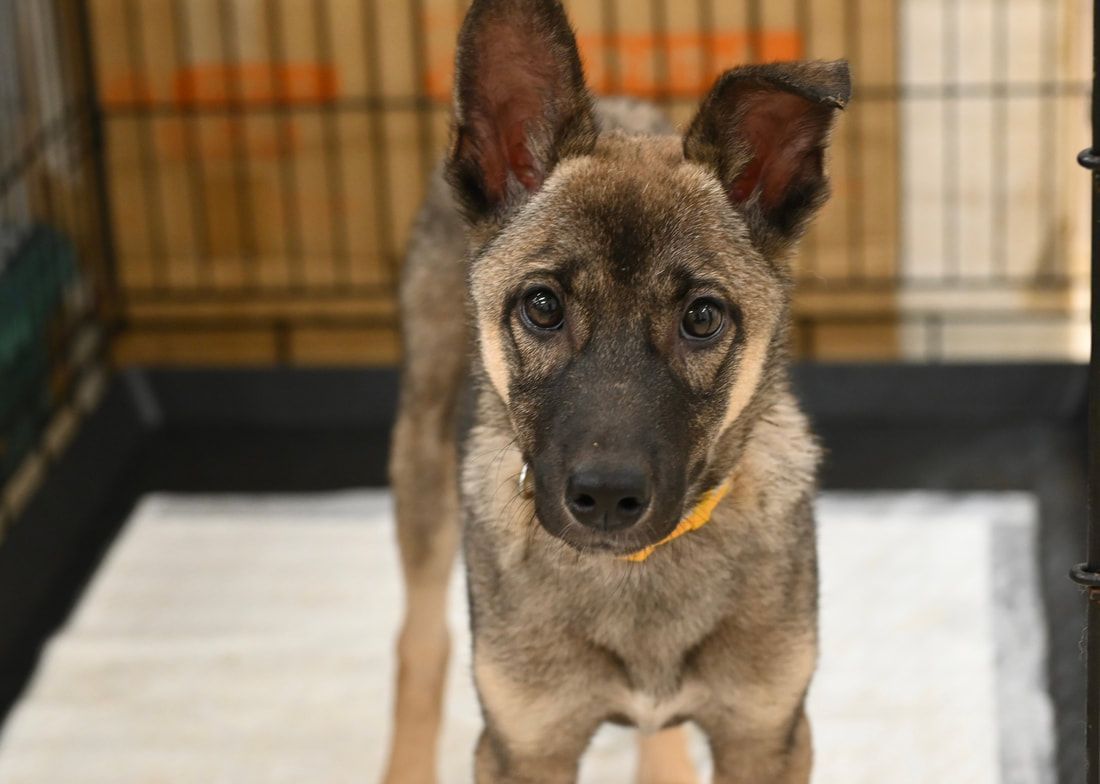 A brown and black puppy is standing in a cage and looking at the camera.