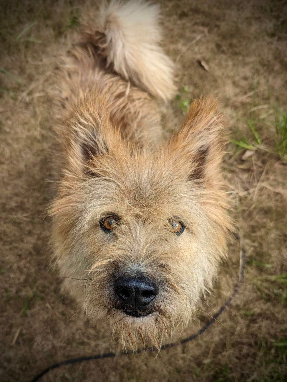 A close up of a dog laying on the ground looking up at the camera.