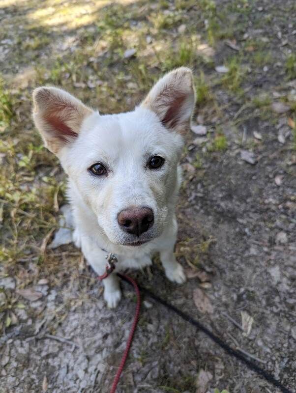 A white dog on a leash is looking up at the camera.