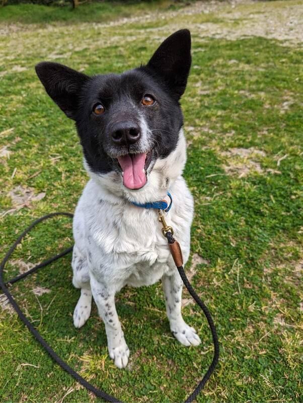 A black and white dog is sitting in the grass on a leash.