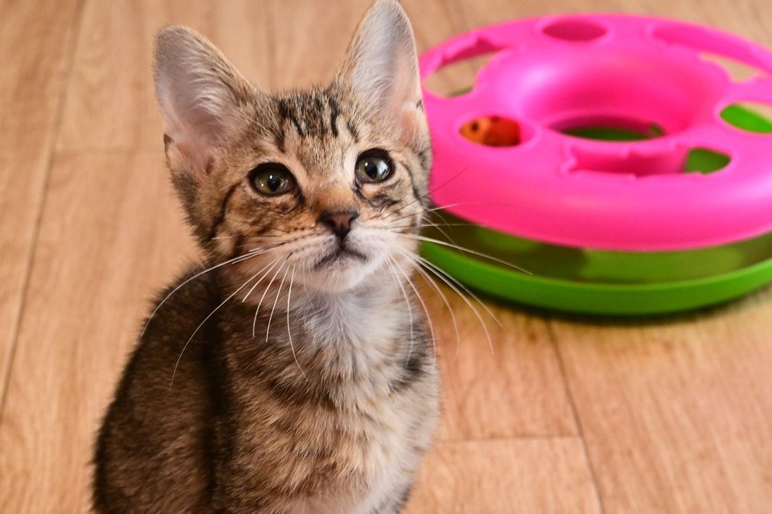 A kitten is sitting next to a pink toy on a wooden floor.