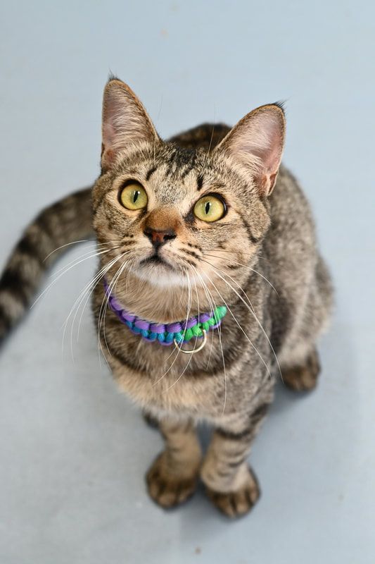 A cat wearing a purple collar is looking up at the camera.