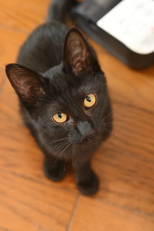 A black cat with yellow eyes is looking up at the camera.