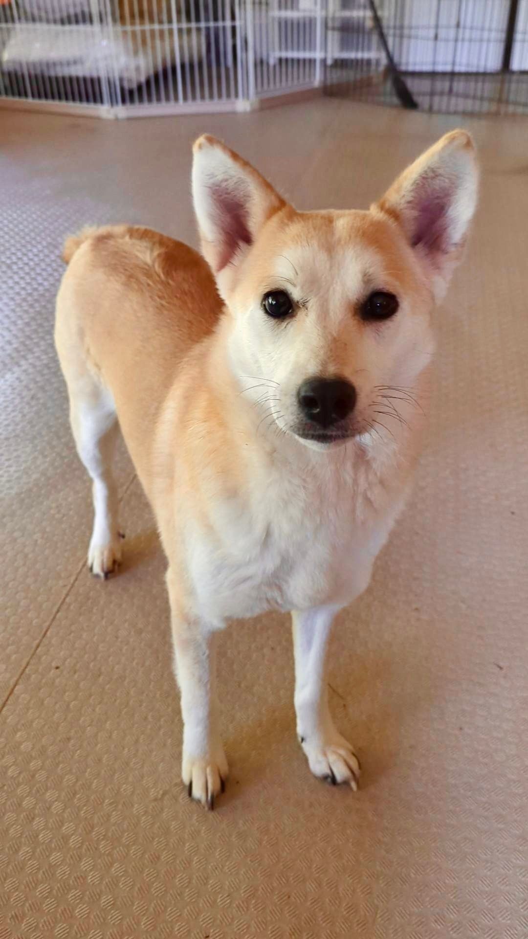 A small dog is standing on a carpeted floor and looking at the camera.