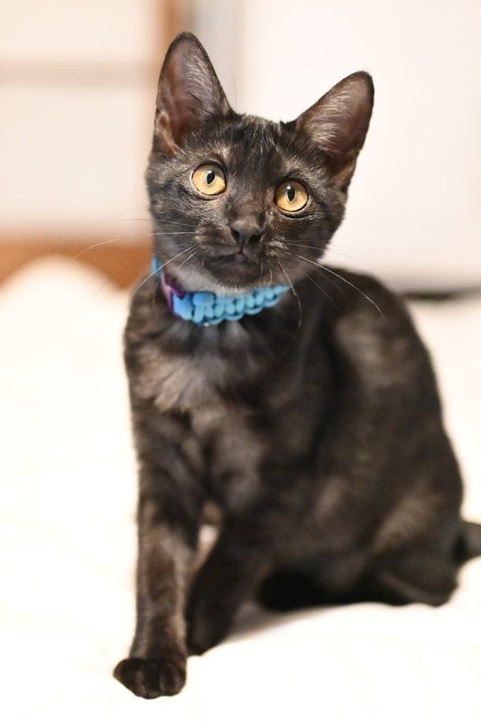 A black cat wearing a blue collar looks at the camera