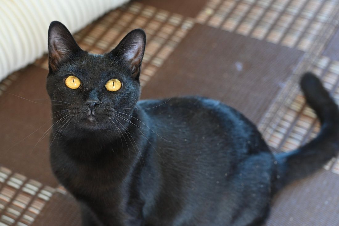 A black cat with yellow eyes is sitting on a carpet and looking at the camera.