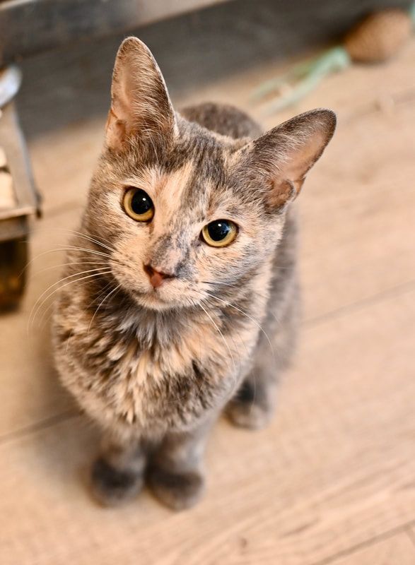 A calico cat is standing on a wooden floor and looking up at the camera.