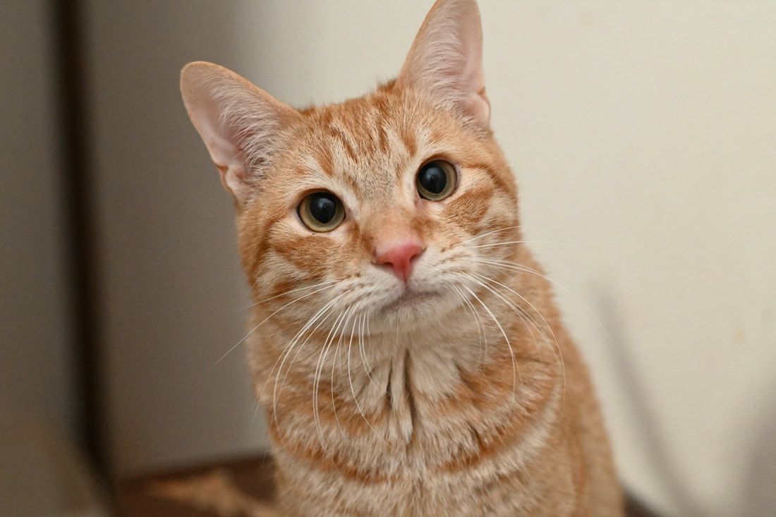 A close up of a cat looking up at the camera.