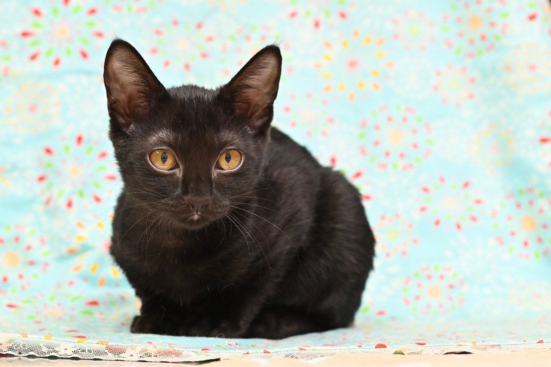 A black cat is sitting on a blue blanket and looking at the camera.