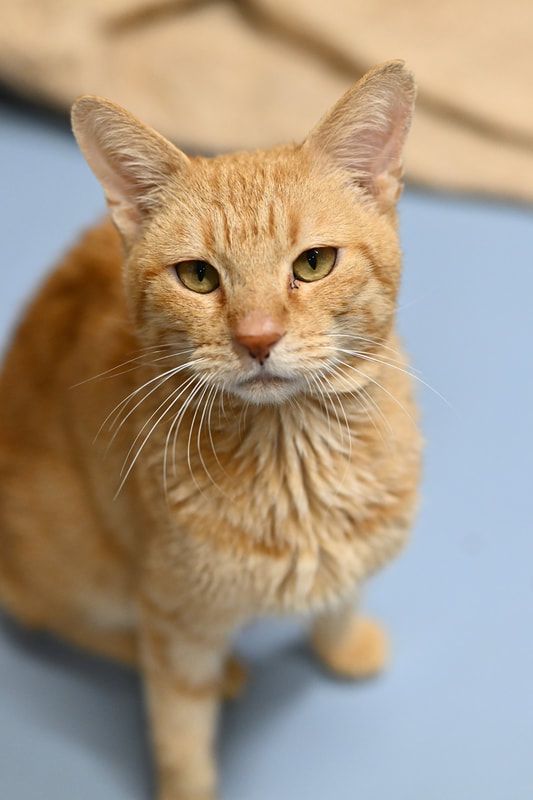 A close up of an orange cat sitting on a blue surface looking at the camera.