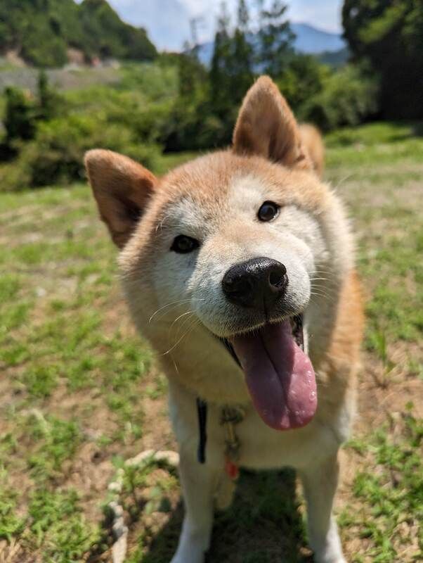 A brown and white dog with its tongue hanging out is standing in the grass.