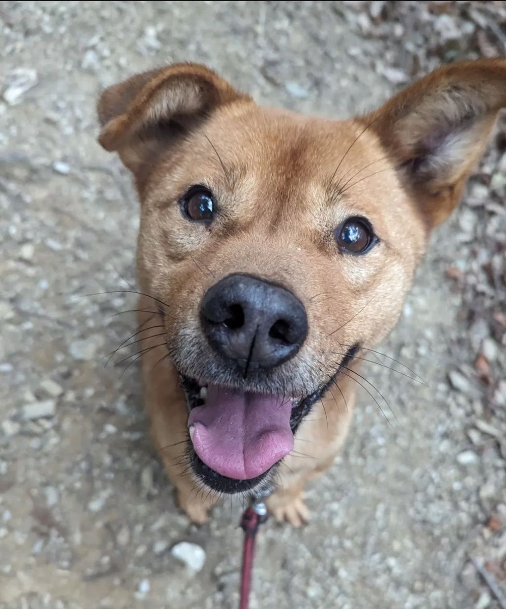 A brown dog with its tongue hanging out is looking up at the camera.