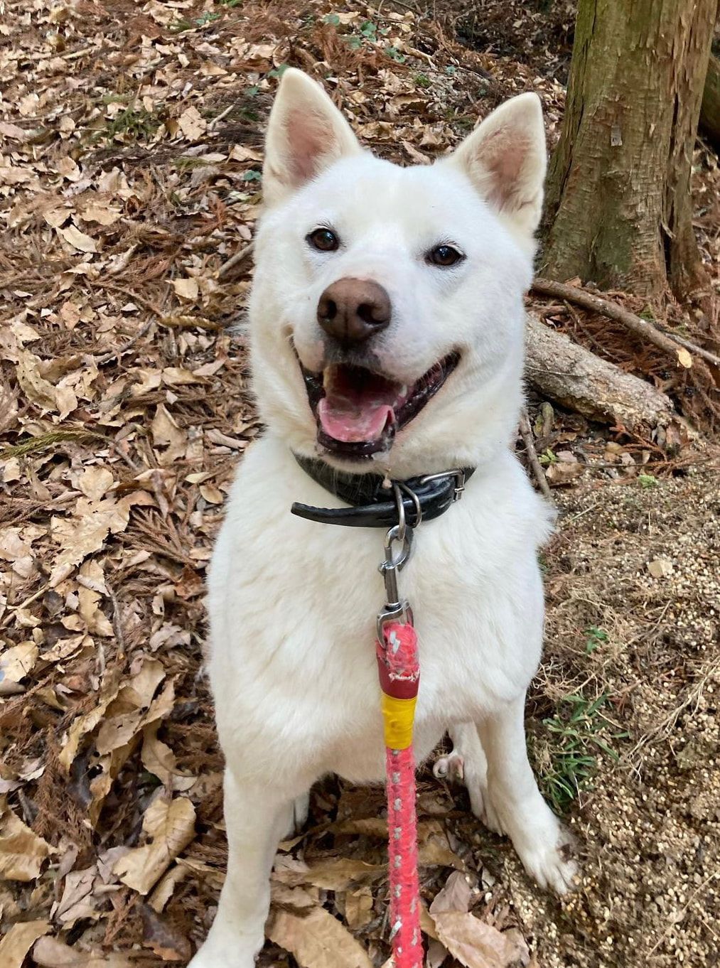 A white dog is sitting on a leash in the woods.