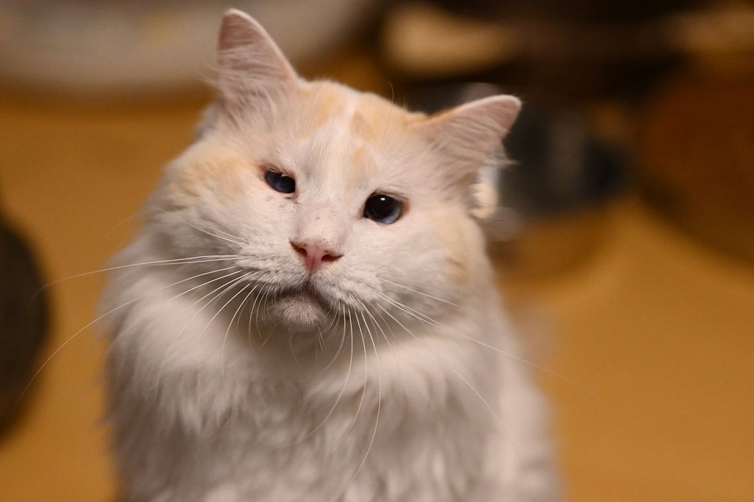 A close up of a white cat looking at the camera.