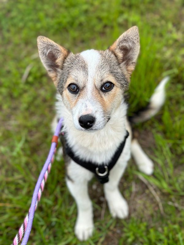 A brown and white puppy wearing a harness and leash is sitting in the grass.