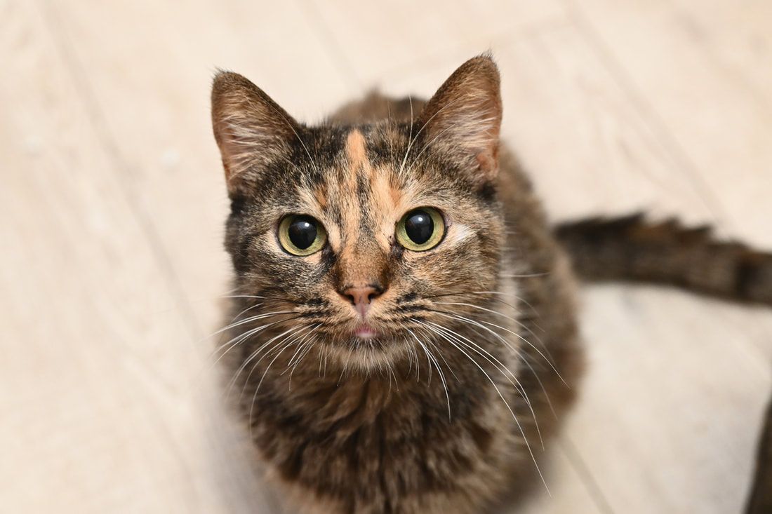 A calico cat is laying on the floor and looking up at the camera.