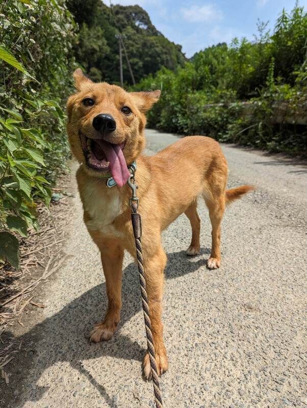 A brown dog is standing on a leash on a dirt road.