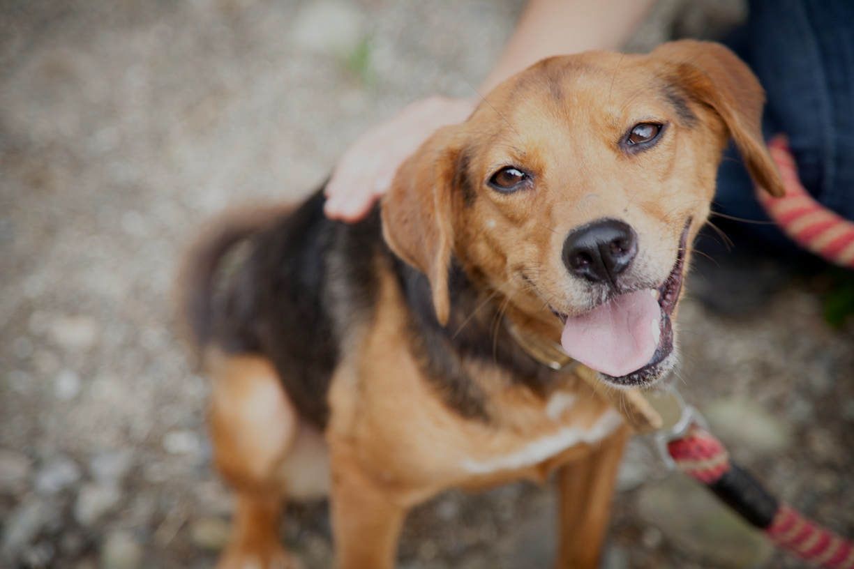 A person is petting a brown and black dog on a leash.