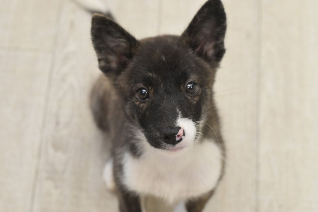 A black and white puppy is sitting on a wooden floor looking up at the camera.