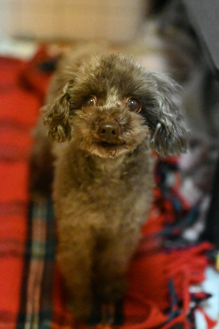 A small brown poodle is sitting on a red blanket and looking at the camera.