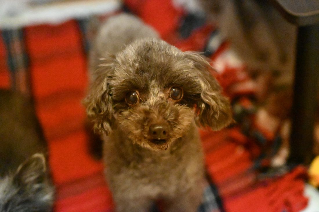 A small brown poodle is sitting on a red blanket and looking at the camera.