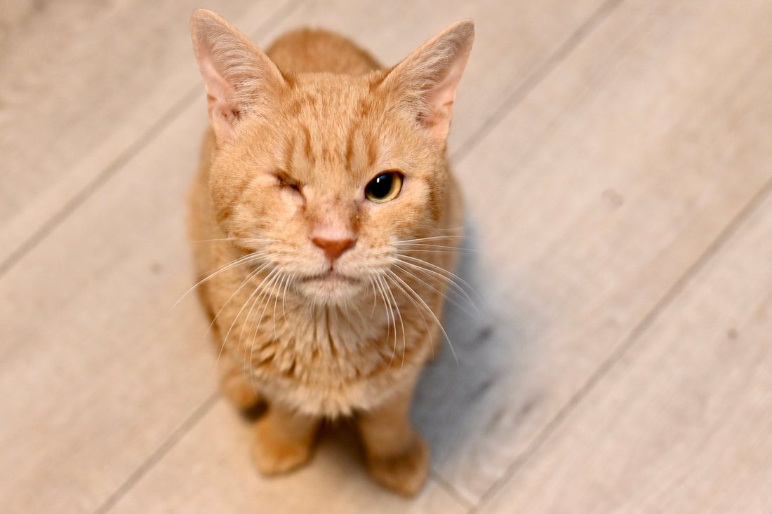 An orange cat with one eye missing is sitting on a wooden floor looking up at the camera.