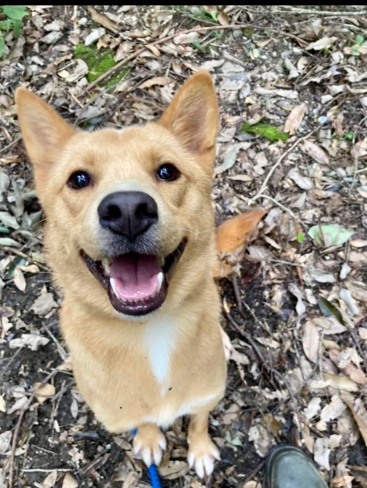 A dog is smiling and looking up at the camera in the woods.